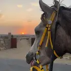 حصان شعبي كفو