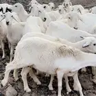 رخال دفيع قرايب مراح وأحد ونظافه شرط بفحولها 2