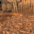 للبيع قعود جذع ابوه غدار بعير مرزوق الضويلع جده حراق