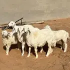بهم حري وتيوس