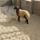 ذبايح للليع . وشاه حريه للبيع