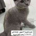 قطط كيتن للبيع