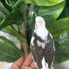 فروخ كروان بايد ونورمل