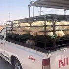 توصيل حلال