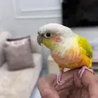 للبيع جوز كنيور
