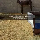 بكره مفروده كفو