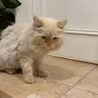 قط ذكر شيرازي للتبني