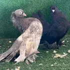 كرنقو رستوف جاوا الاسكا