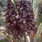 المدينه