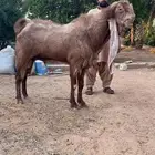 فحل هولندي وعياله