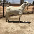 تيس