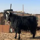 تيس عارضي فحل