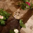 قطه سكوتش للبيع معاها جواز سفر