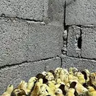 صوص بلدي عمر أسبوع العدد 350