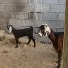 عنز خلفه