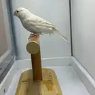 مجموعه كناري للبيع