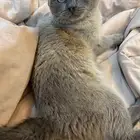 قط للتبني