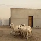 ضان للبيع
