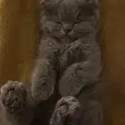 قطط سكوتش فولد