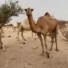 للبيع ناقه حمرا طيبه