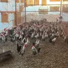 دجاج بلدي وفيومي للبيع