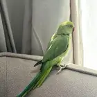 ببغاء دره هنديه