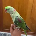 للبيع دره نيبالي