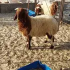 ذبايح نعيم