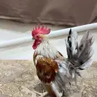 للبيع جوز جبانيز