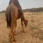 بعير ساحلي مشروط