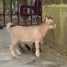 جفرتين صغيرة ماعز قزم مميزة