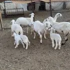 ضان شهران متابيع غنم مراح واحد وأسنان ونظافه شرط