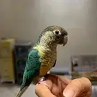 ببغاء كنيور يلو سايد تركواز - هدد نشبة