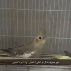 طيور الكروان ( كوكتيل )