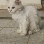 قطط للتبني
