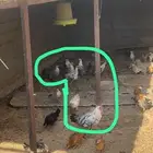 دجاج العمر 5 شهور