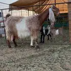 عنز متوم