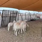بهم تربيه