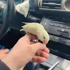 ببغاء الروز أليف