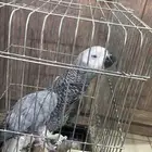 ببغاء كاسكو