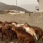 ضان سواكن