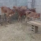 للبيع خبيش اناثي