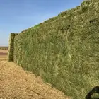 خصم على برسيم صافي ومخلوط