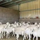 غنم