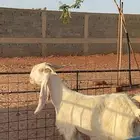 للبيع عنز والد بيضاء مشروكة