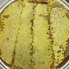 عسل قرض مع سدر انتاج جديد