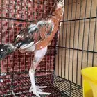 دجاج سندي فاخر للبيع