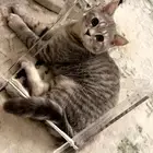 قطة سكوتش ستريت