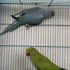 للبيع جوز دره