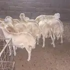 طليان رفيد